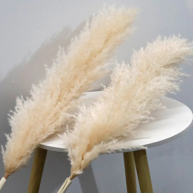 Bulk Dried Reed Flower Bouquet for Nordic Wedding Decor VibelyDrop "Primary color pampas" 60-70cm